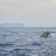 shipping lane with whale